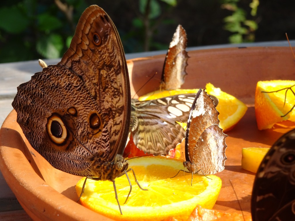 Butterfly Farm-Aruba