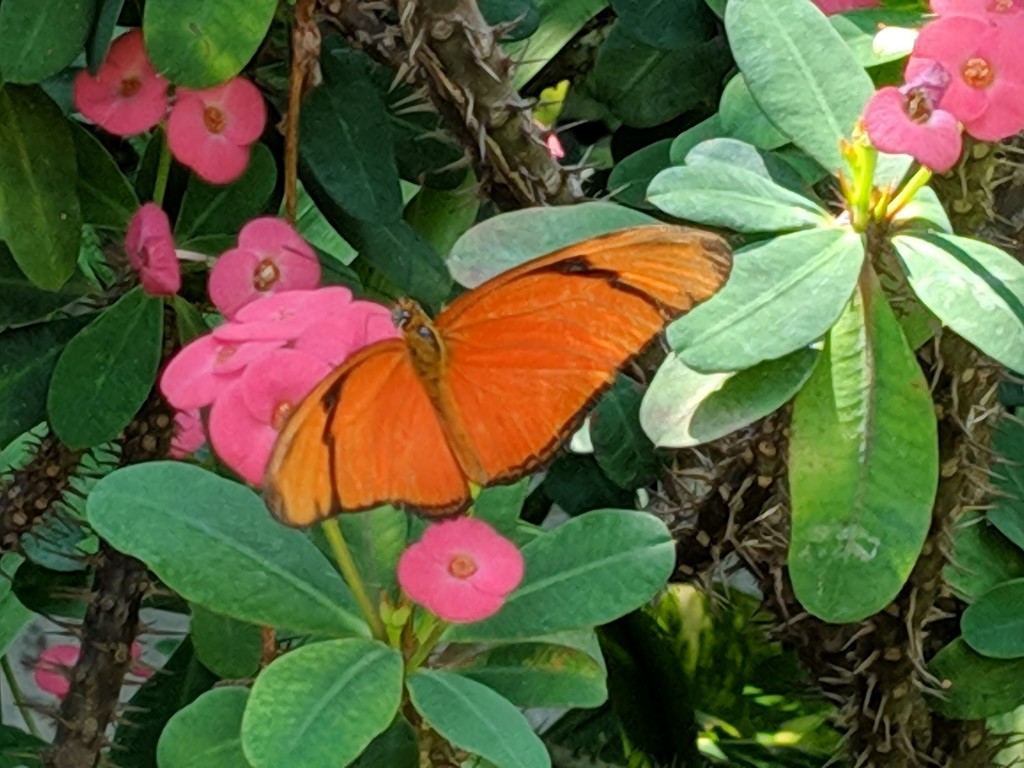 Butterfly Farm-Aruba