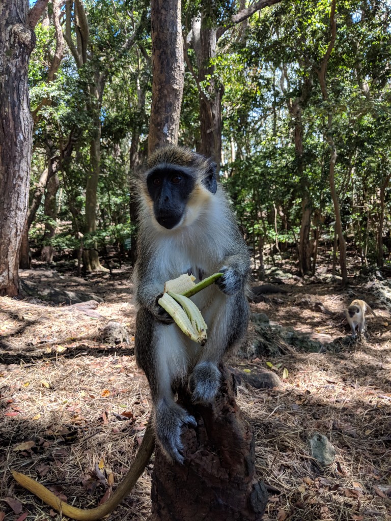 Green Monkey, Barbados