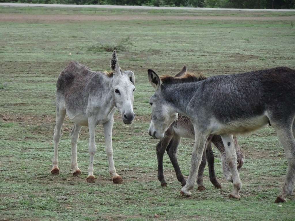 Bonaire Wild Donkeys