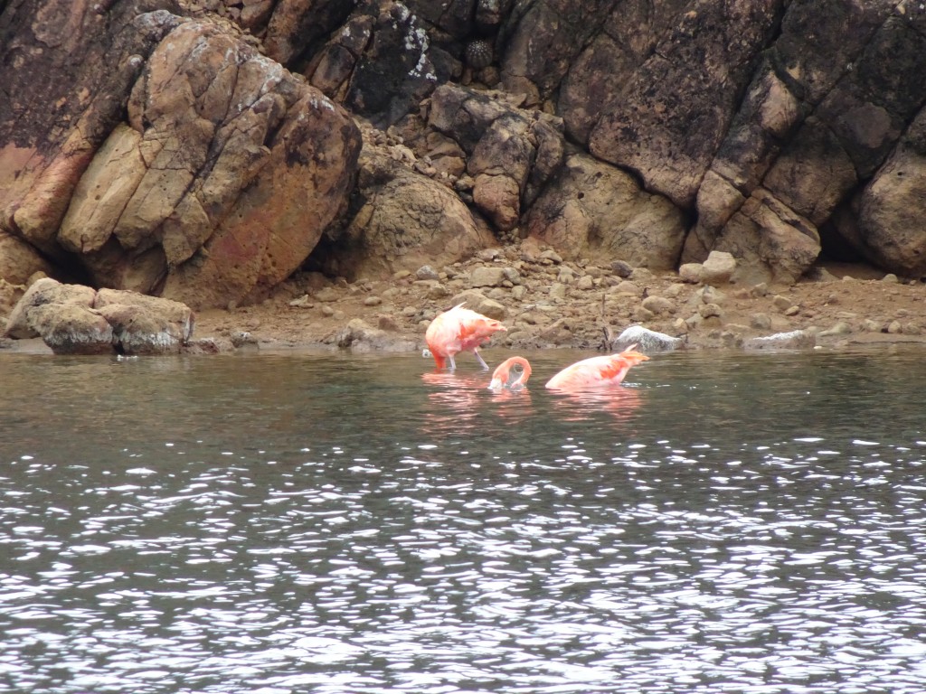Bonaire Flamingoes