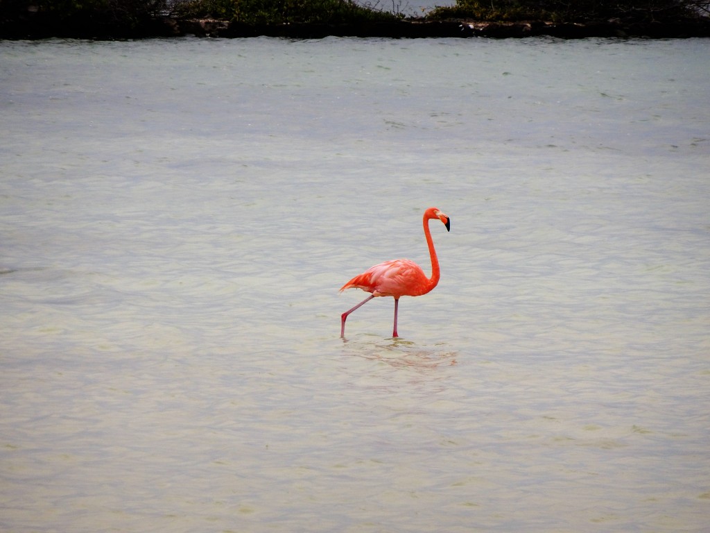 Bonaire Flamingo