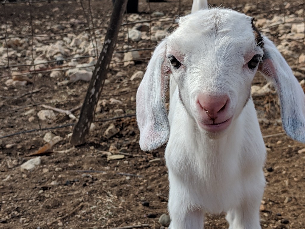Bonaire Alitta Goat Farm
