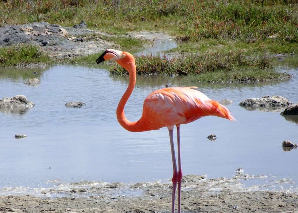 Bonaire-Flamingo