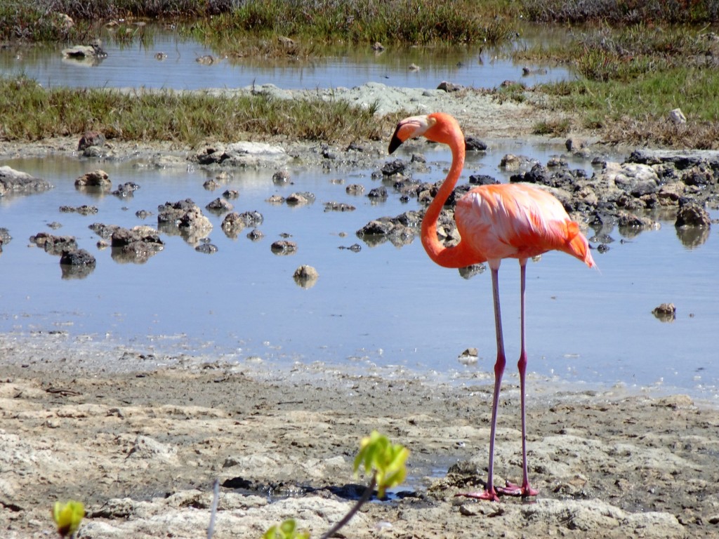 Bonaire- Flamingo