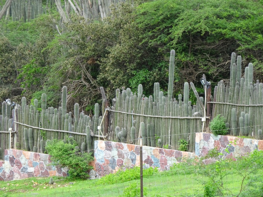 Bonaire Cactus Fence
