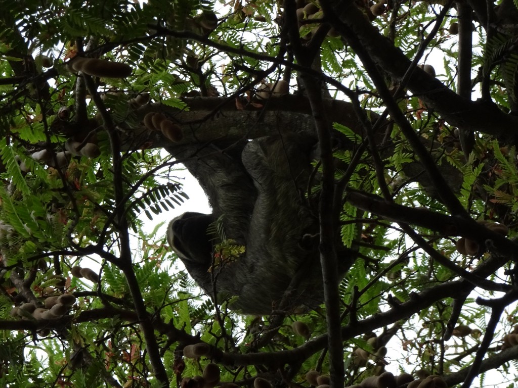 Tree Sloth and Baby, Cartagena