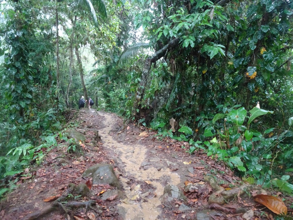 Rainy Trail