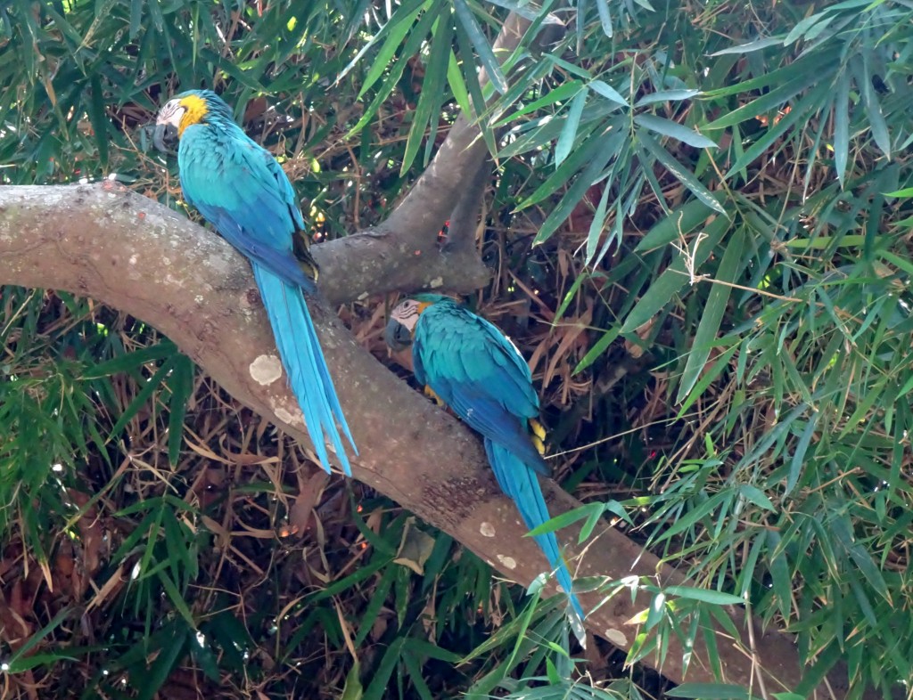Wild Macaw Minca, Colombia