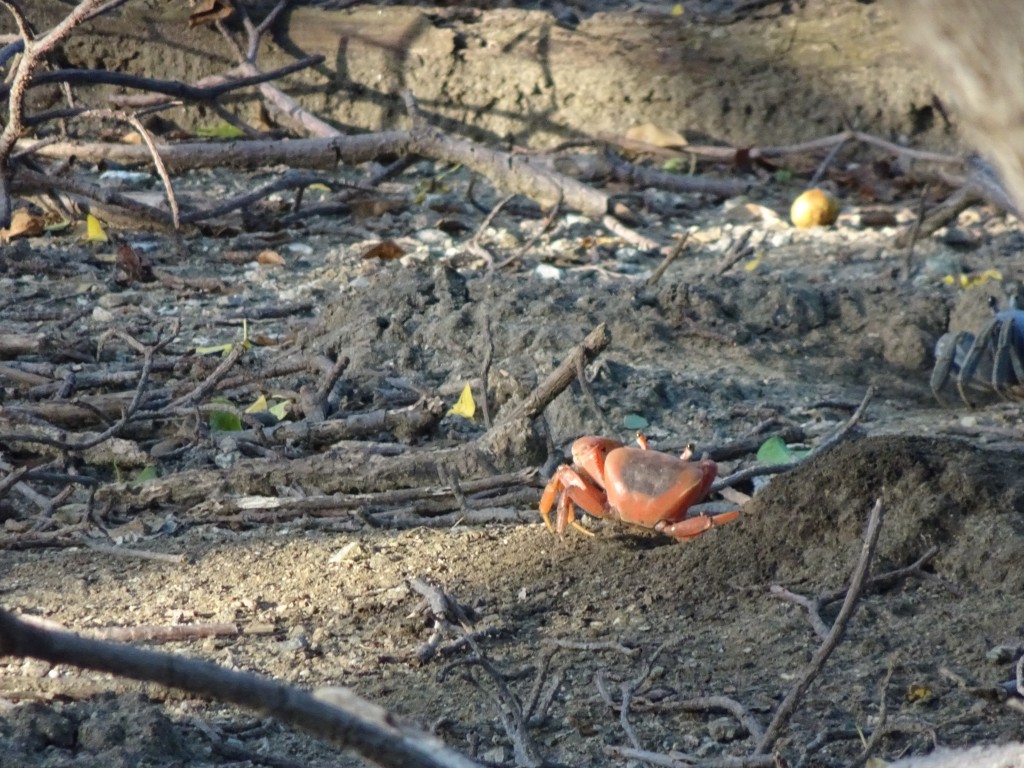 Land Crabs-Curacao