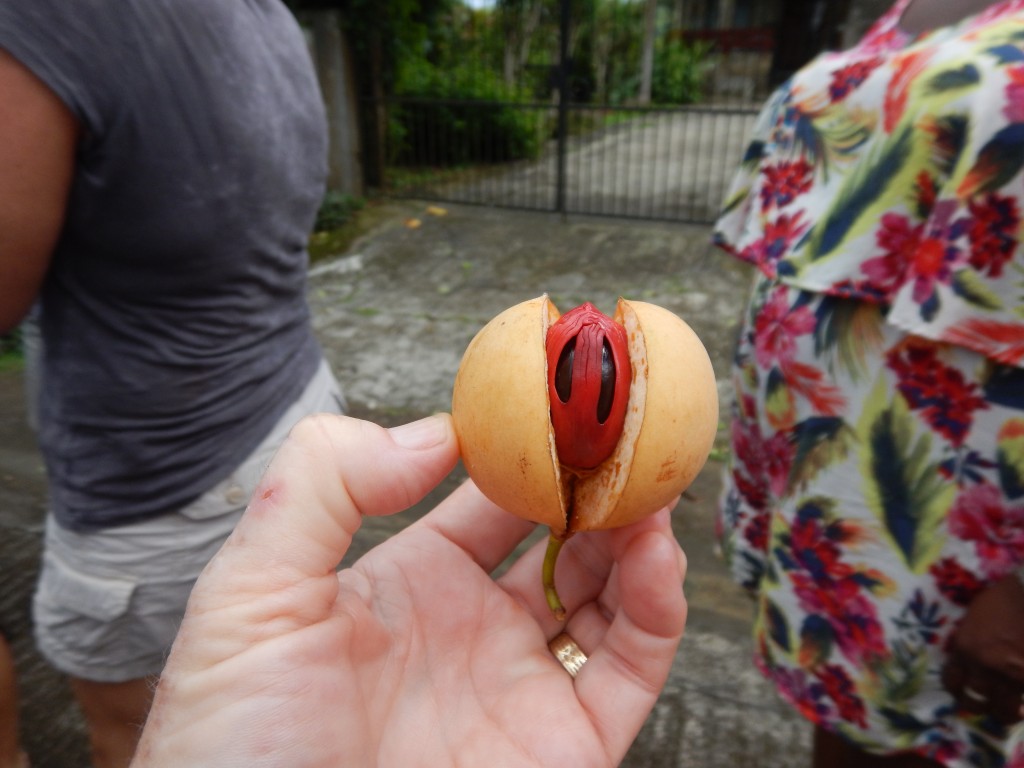 Grenada Nutmeg