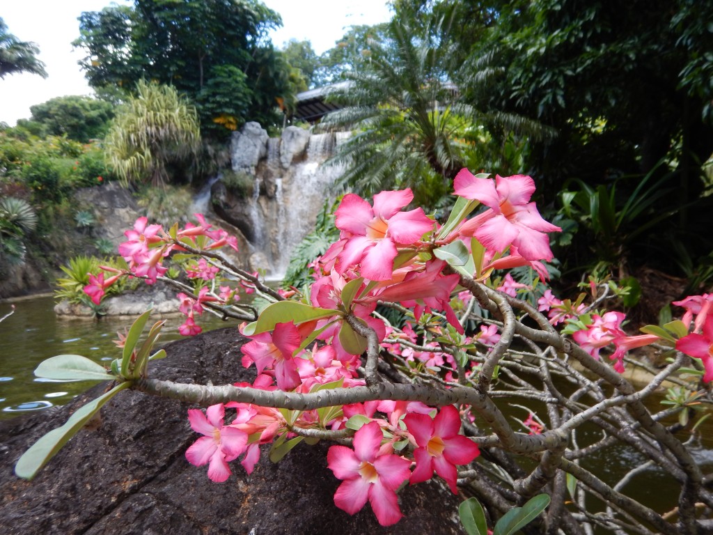 Guadeloupe Botanical Garden- FrangiapaniG