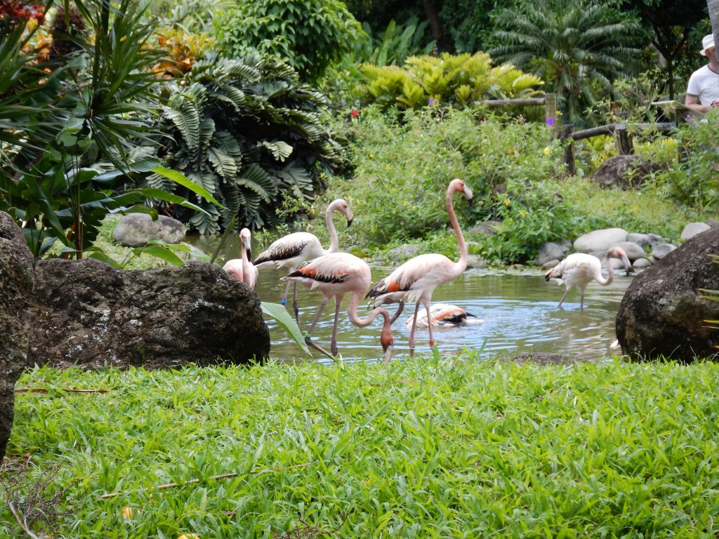 Guadeloupe Deshaie Botanical-Flamingoes