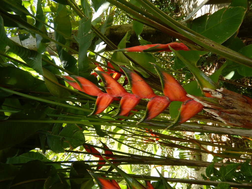 Guadeloupe Botanical Garden Heliconia