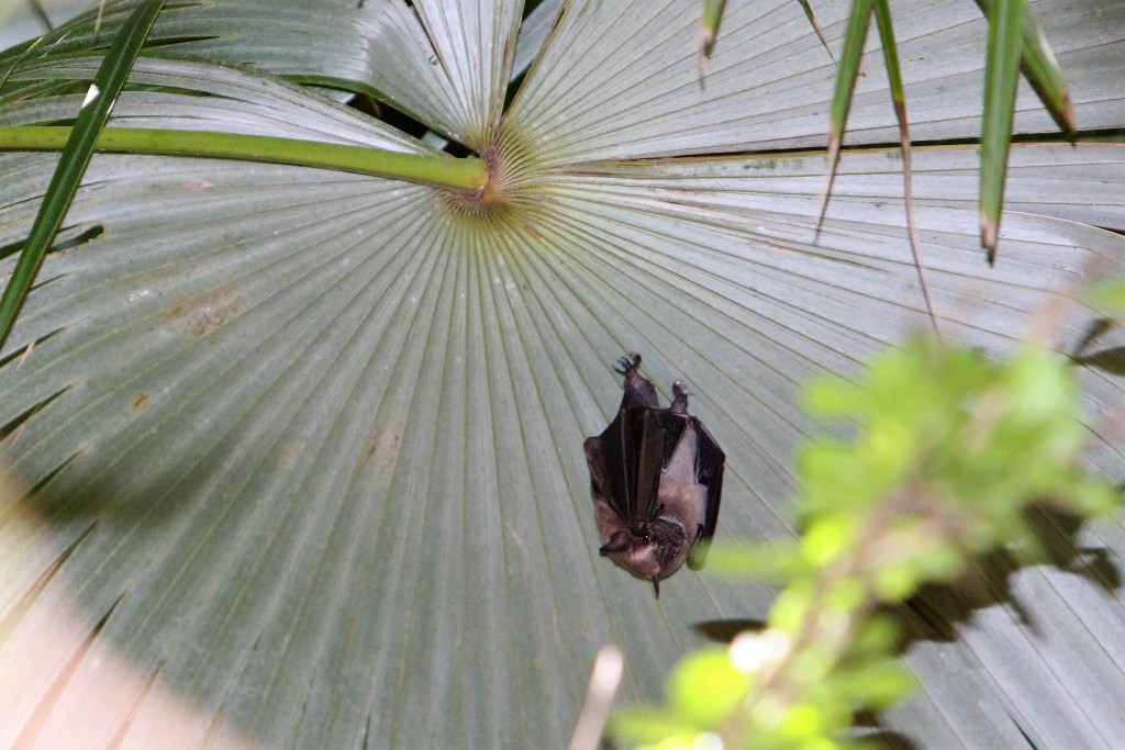 Fruit Bat, Little Tobago