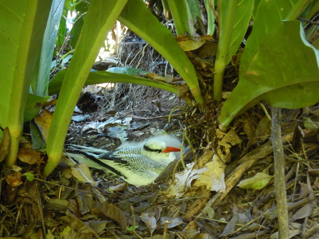 Little Tobago Red Bill Tropic Bird Nest