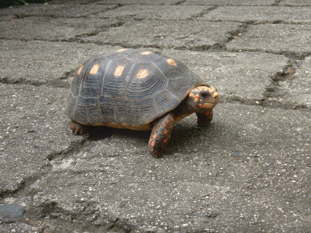 Mustique Tortoise
