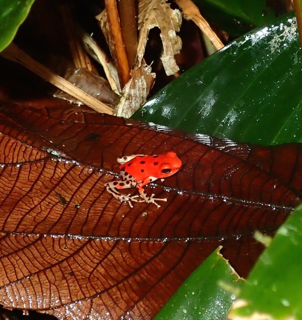 Red Frog-Bastimentos
