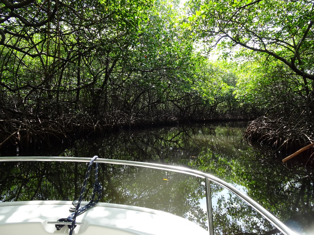 Linton Bay Mangrove Canal