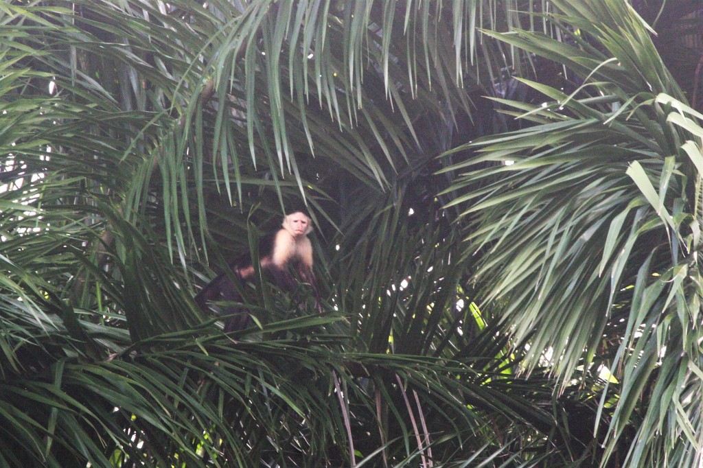 Capuchin monkey-Shelter Bay Hike