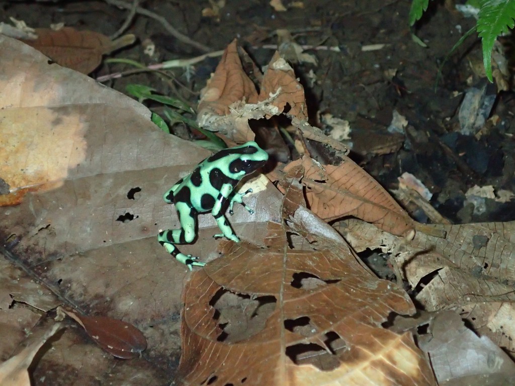 Poison Dart Frog, Smithsonian Hike