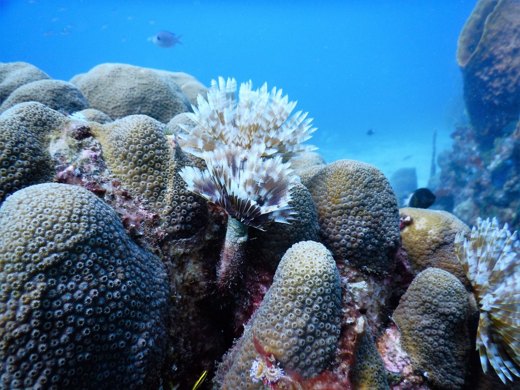 Feather Duster Worms, St. Lucia