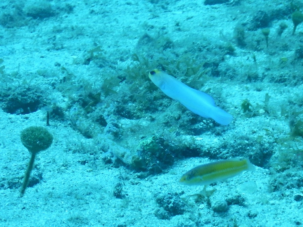Yellowhead Jaw Fish, St. Lucia