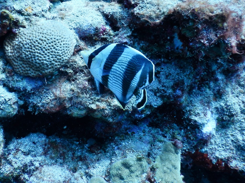 Banded Butterflyfish, St. Lucia