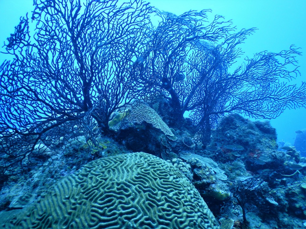 Coralscape, St. Lucia