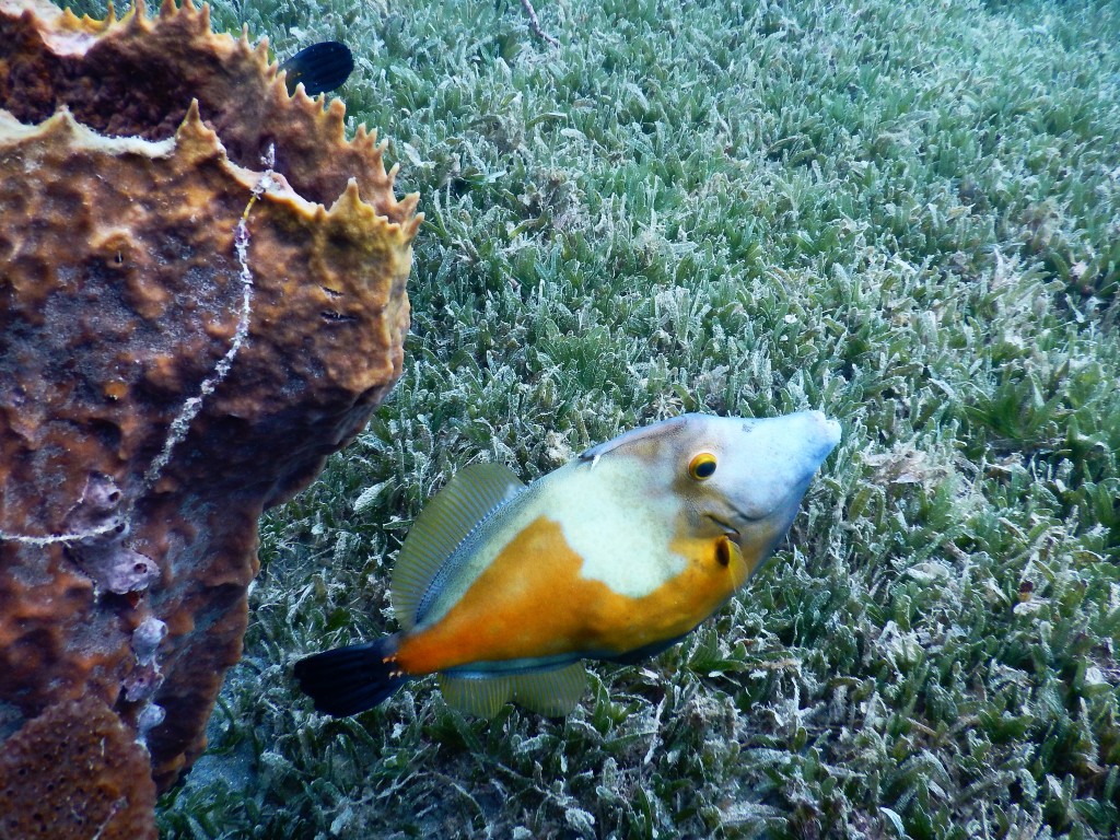 Filefish, St. Lucia