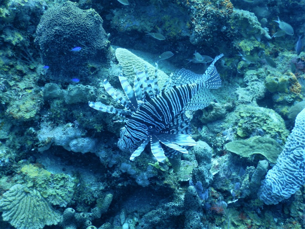 St. Lucia Lionfish