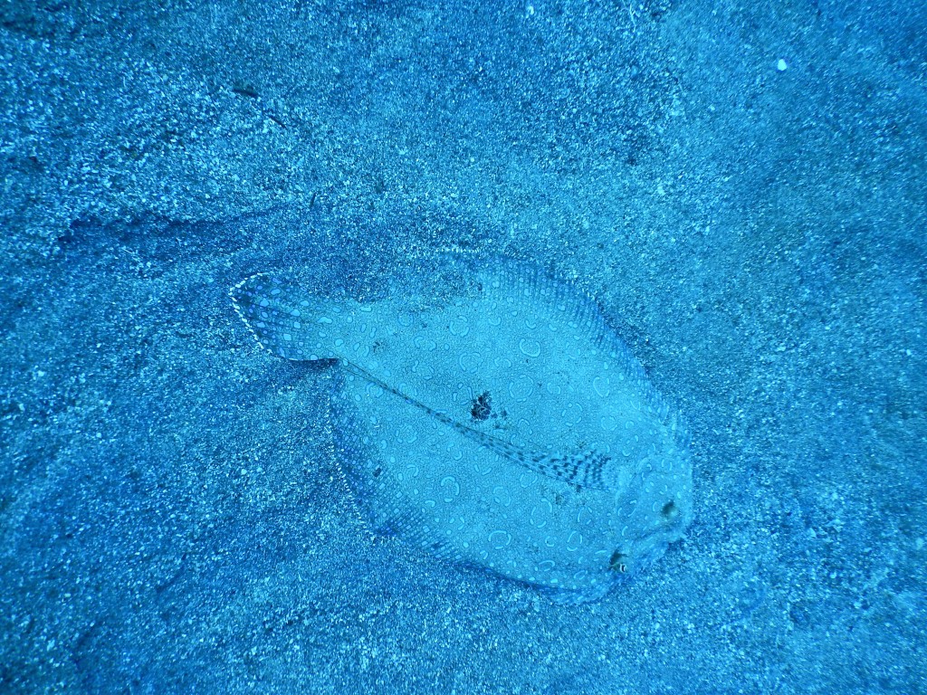 Peacock Flounder, St. Lucia