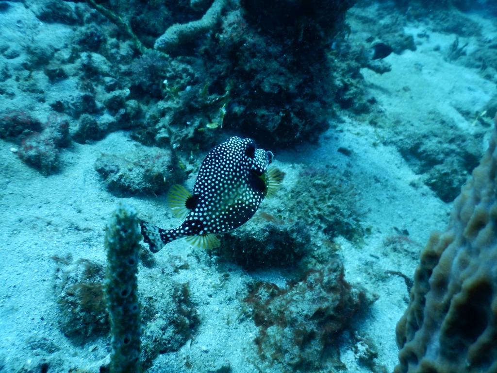 Spotted Trunkfish, St. Lucia
