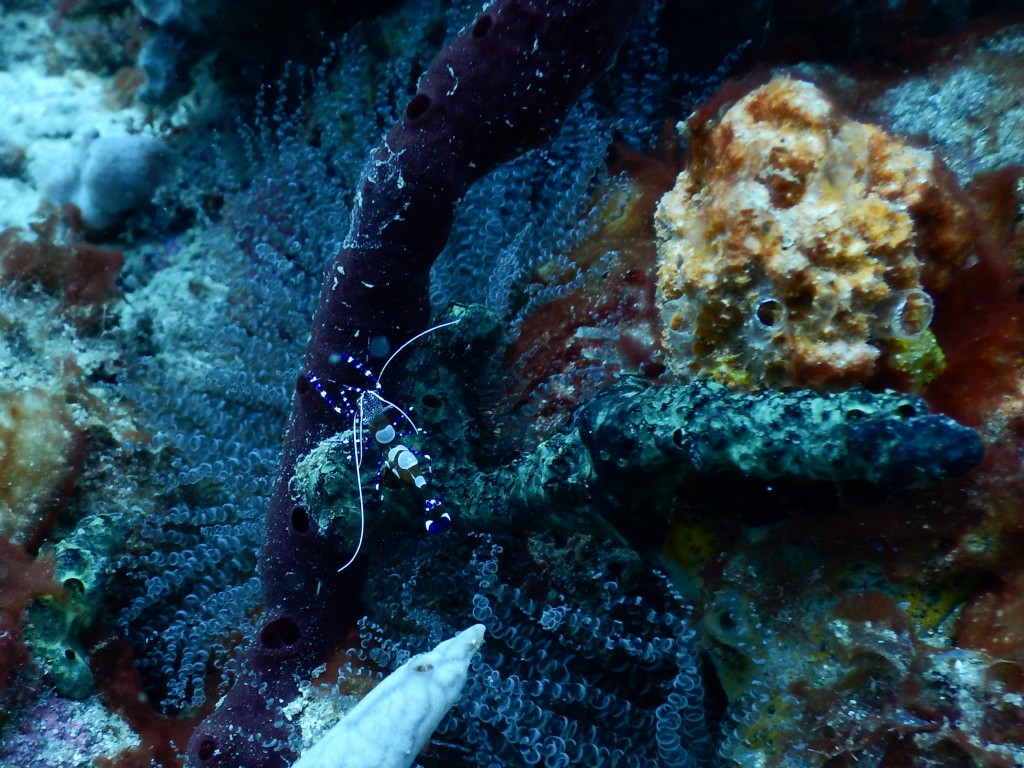 Squat Anemone Shrimp, St. Lucia
