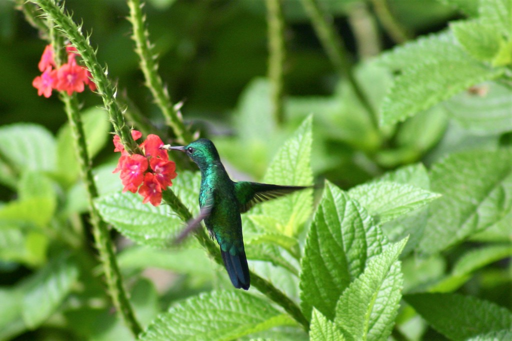 Trini Asa Wright Emerald Hummingbird