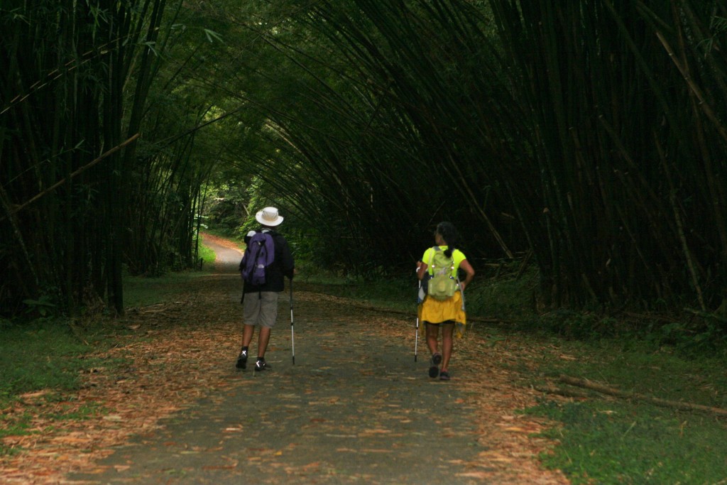 Bamboo Cathedral Hike