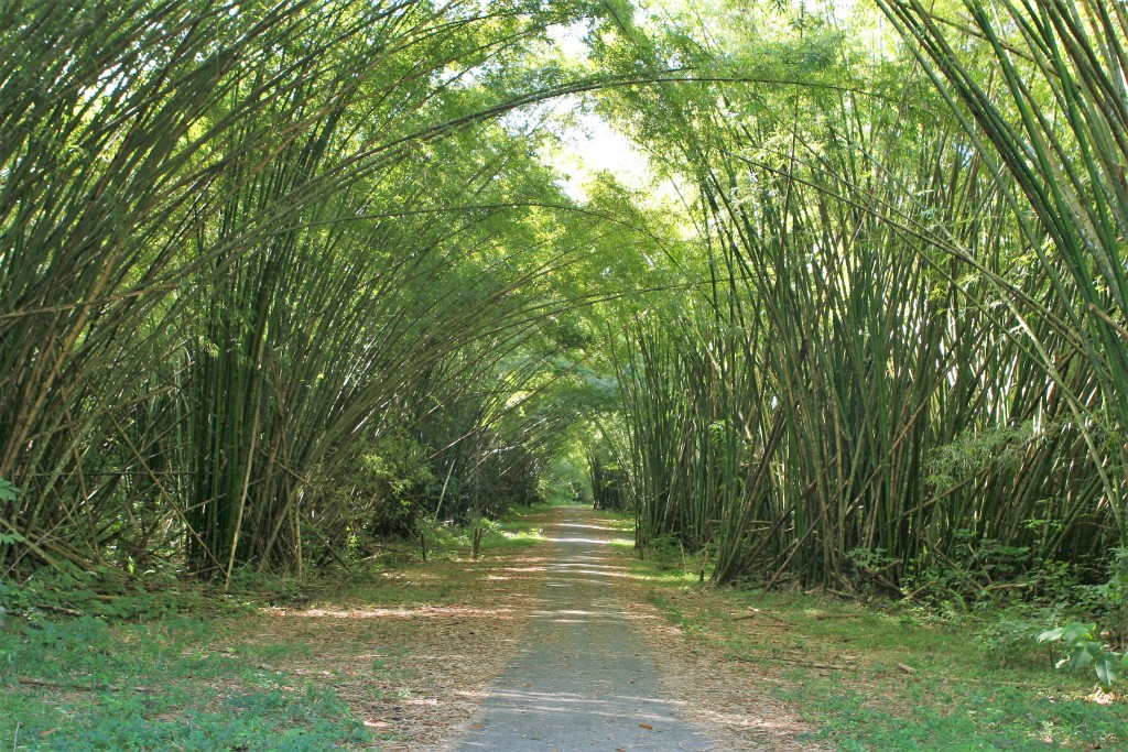 Bamboo Cathedral Hike