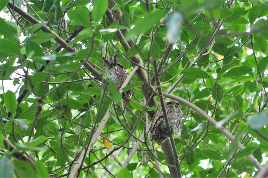 Trini Caroni Swamp Owls