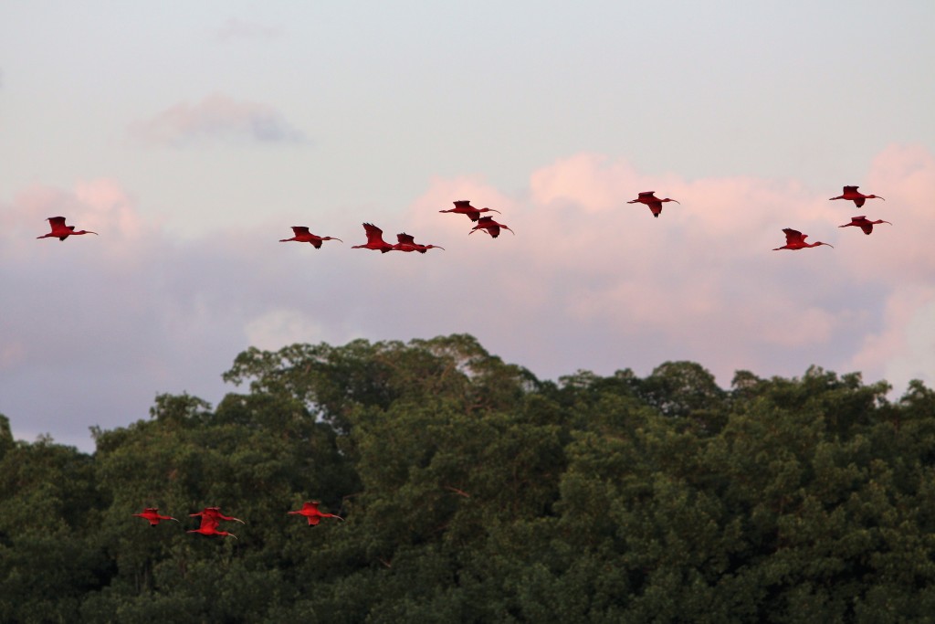 Trini Caroni Swamp Red Ibis