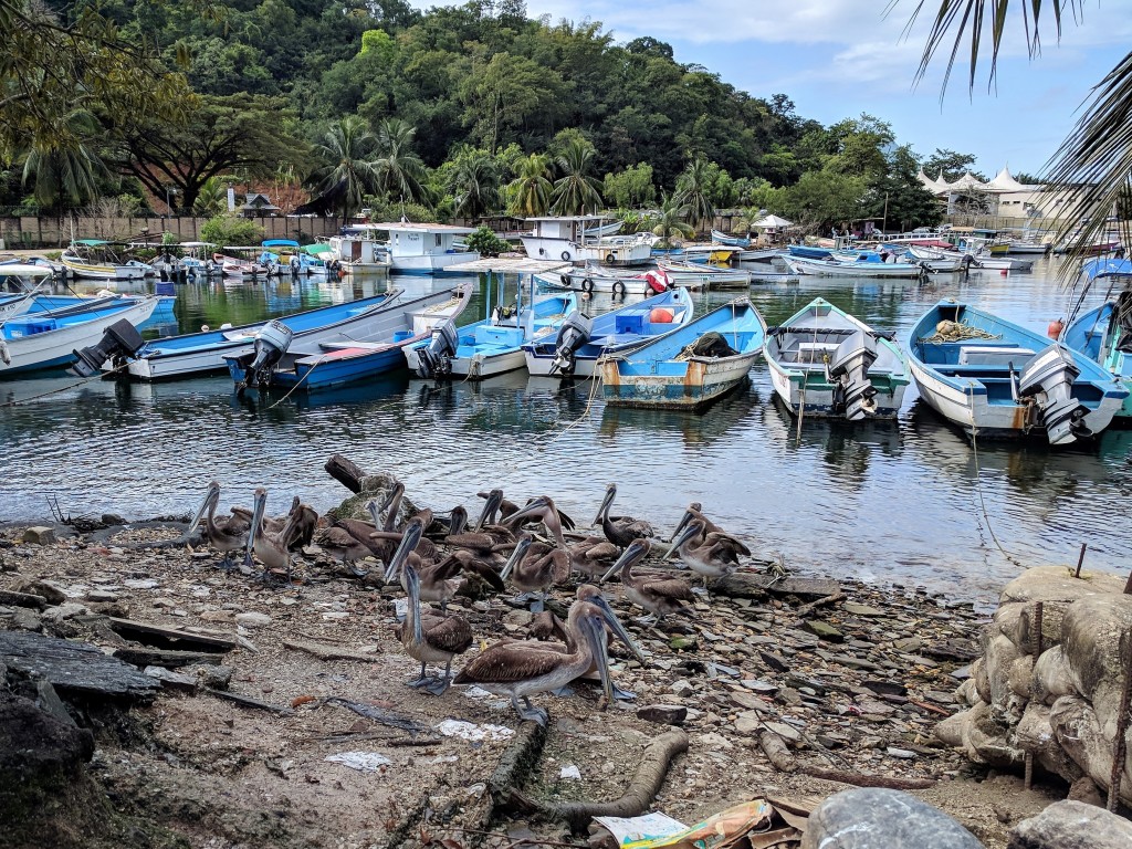 Trini Pelicans