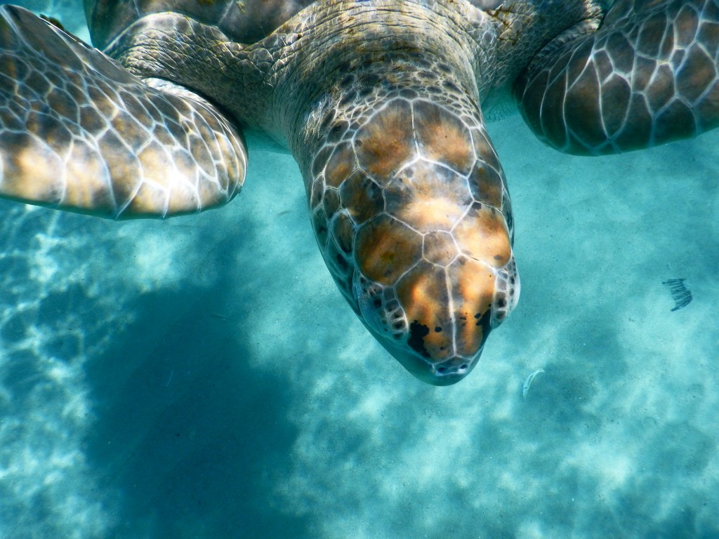 Green Turtle, Curacao