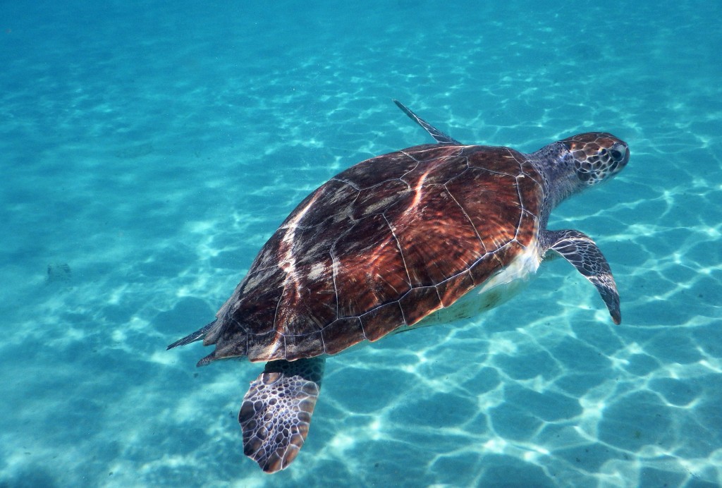 Curacao Turtles