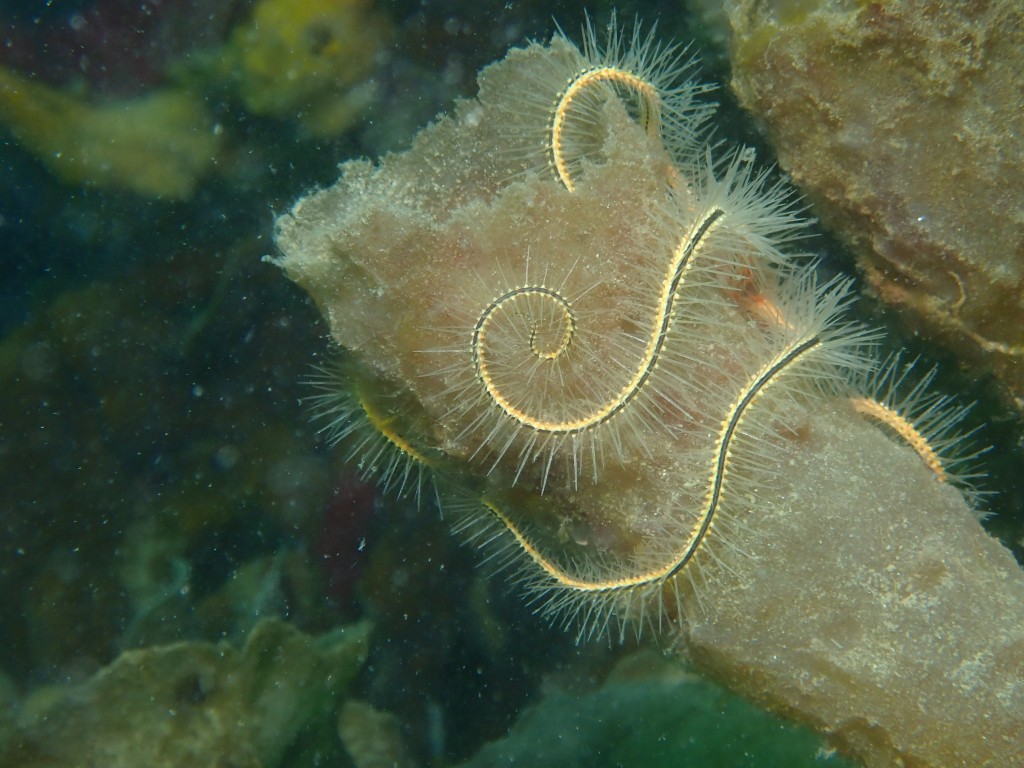 Sponge and Brittle Star, Bocas Dive