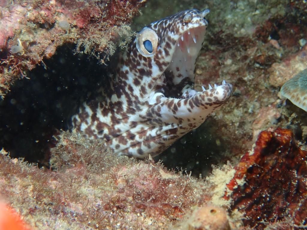 Spotted Eel, Bocas Dive