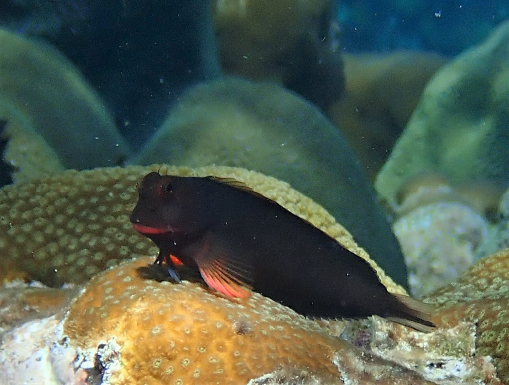 Red Lipped Blenny-While Snorkeling