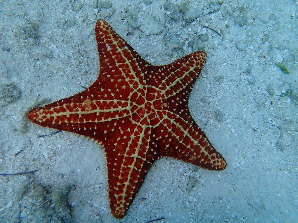 Sea Star-While Snorkeling