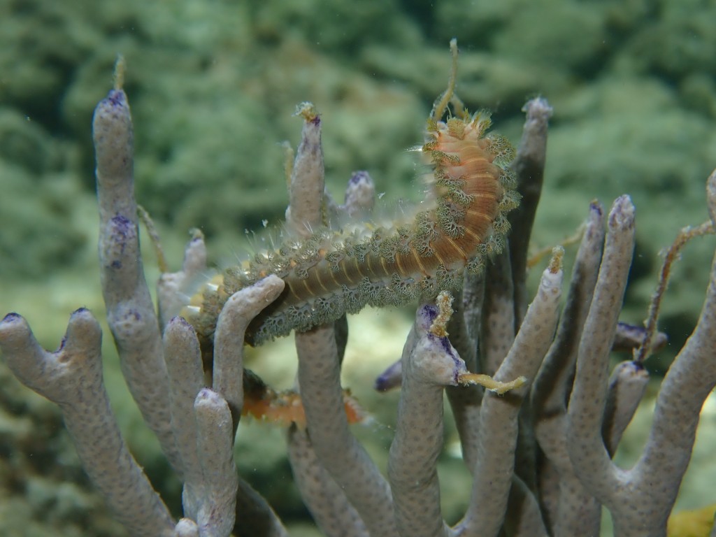 Bristle Worm-While Snorkeling